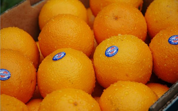 Fresh Orange from Uruguay supplied by Noridel S.A. - Other Orange - Salustiana Fresh Orange