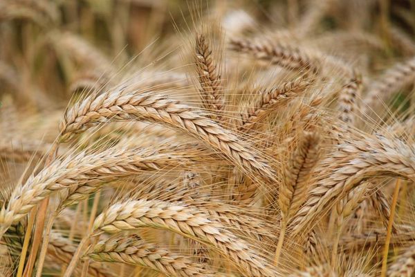 Wheat from 리투아니아 supplied by Salcininkų Zuvininkystes Ukis - Whole 소맥