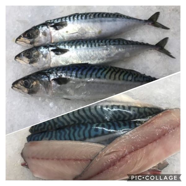 Mackerel from 영국 supplied by Jack Taylor - Fillet 냉동 고등어