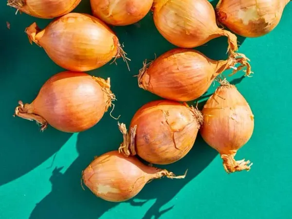 Onions from 미국 supplied by Hearty Fresh Inc - Repacker Size 신선 양파