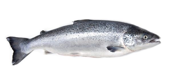 Salmon from Norway supplied by Ocean Quality AS - Whole (=In The Round) Salmon