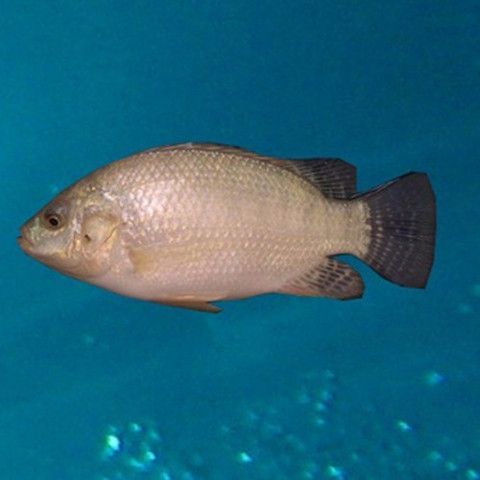 Tilapia from Thailand supplied by Asia Tropic Zone Co.,Ltd. - Whole (=In The Round) Frozen Tilapia