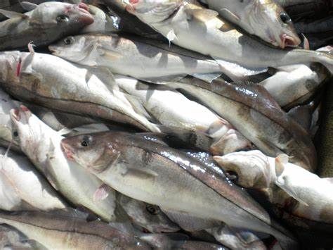 Fresh Haddock from 노르웨이 supplied by BRØDRENE ARNTZEN AS - Fresh (=Chilled=Raw) 냉동 해덕