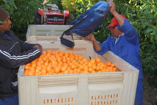 Mandarin from 남아프리카공화국 supplied by Everseason - Esbal 신선 클레멘타인