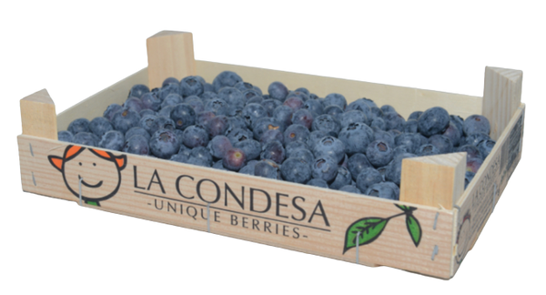 Fresh Blueberry from Spain supplied by La Condesa CB - Blue Fresh Blueberry