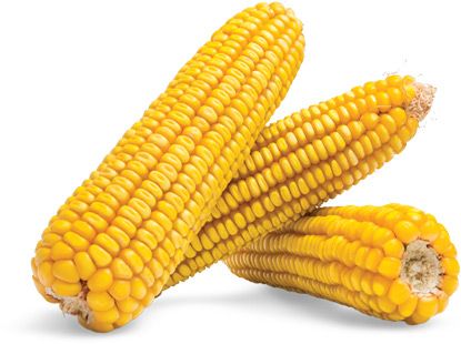 Ferrum Corn from Ukraine supplied by Agroindustrial company MAIS, LLC - Dried Maize (Corn)