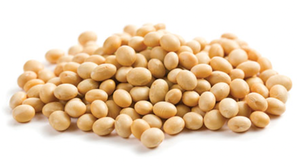 Organic Soya from 그리스 supplied by PAVLIDIS, CHR., GEORGIKI S.A. - Fresh (=Chilled) 대두