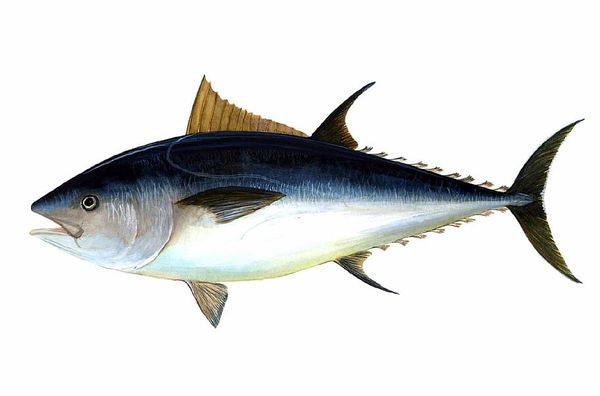 Tuna from 대만 supplied by CHUN SUCCESS INTERNATIONAL CO., LTD - 가다랑어(=Katsuwonus pelamis =Balaya =Aku =Ocean Bonito =Artic Bonito =Mushmouth =Striped Tuna =Victor Fish =가쓰오) 참치