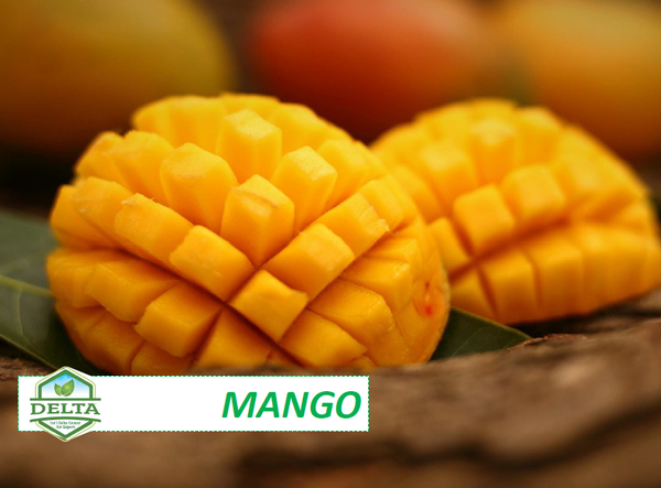 Mango from 이집트 supplied by International Delta Center for Export - As per customer's request 냉동 망고