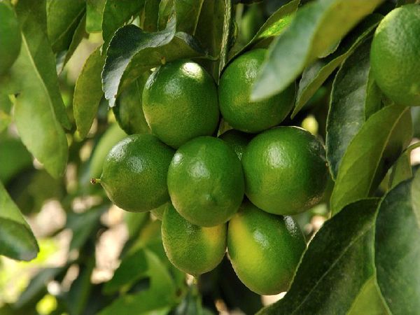Lime from 콜롬비아 supplied by Frutales Las Lajas S.A. - 타히티 라임(=페르시안 라임=베어스 라임) 신선 라임