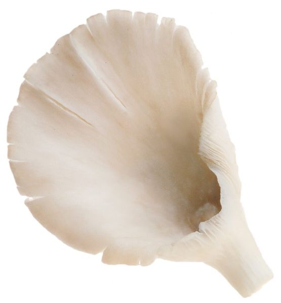 Oyster Mushroom from 폴란드 supplied by ROBERT Sp. z o.o. Sp.K. - White Oyster Mushroom (=Pleurotus florida) 느타리버섯