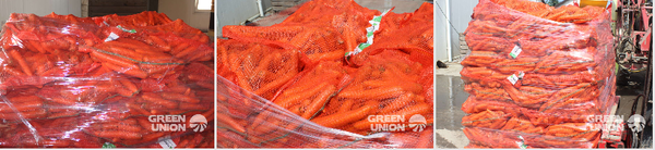 Carrot from 폴란드 supplied by Grupa Producentów Warzyw Green Union Sp. Z o.o. - As per customer's request 신선 당근