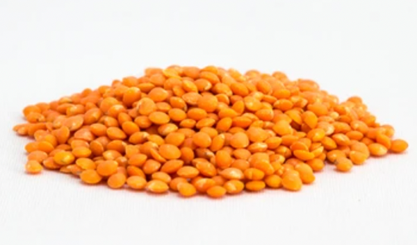 Lentil from 미국 supplied by JB Global - Dried (=Dehydrated) 말린 렌틸