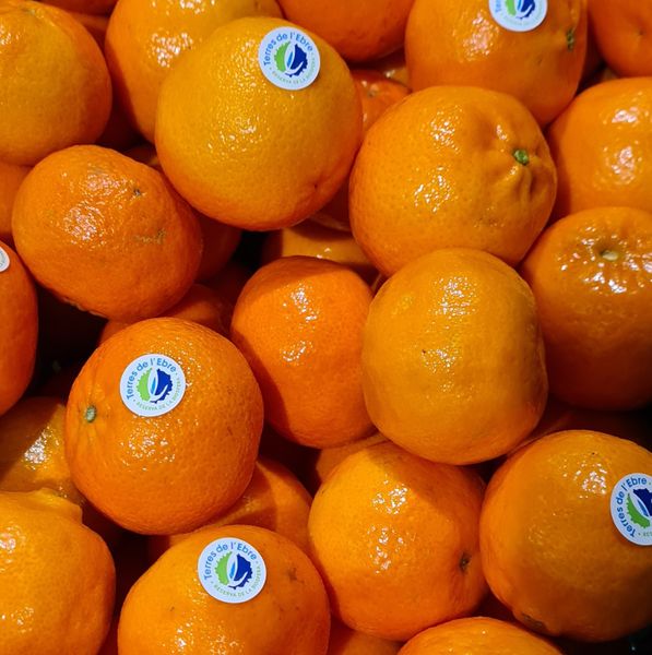 Mandarin from Spain supplied by CITRICS TERRES DE L'EBRE, SAT - Orange Fresh Mandarin