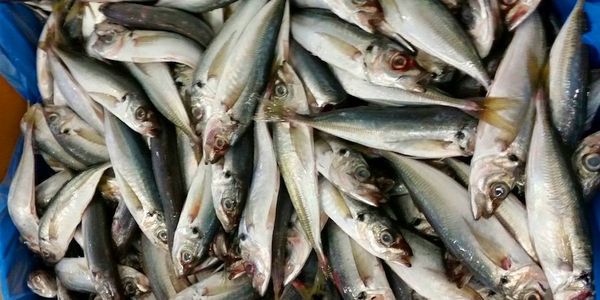 WESTERN HORSE MACKEREL from Sweden supplied by Astrid Fiskexport - Fresh (=Chilled=Raw) Frozen Jack & Horse Mackerel