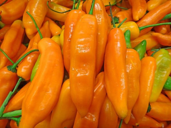 YELLOW PEPPER from Peru supplied by The Green Farmer S.A.C. - Mild Dried Whole Chili Pepper