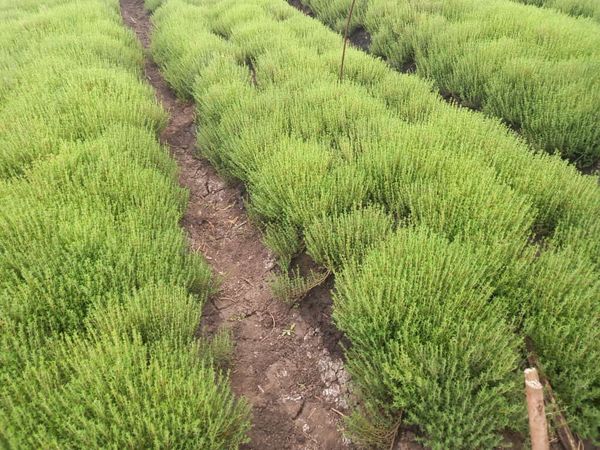 Thyme from Kenya supplied by Karzal Limited - Excellent Quality Aromatic Herbs