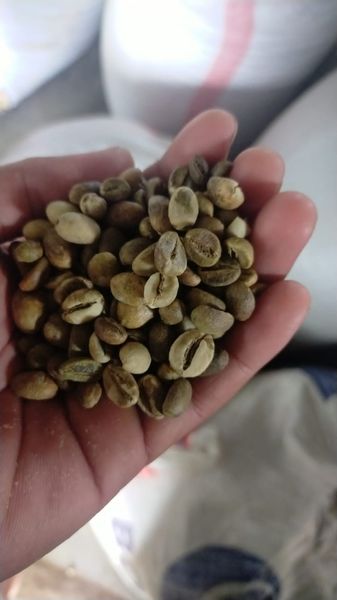 Robusta Coffee Beans from 인도네시아 supplied by PT. Agro Eksotis Lestari - Wet Process (=Wet-milled) 생원두
