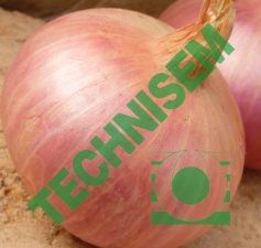 Onion from France supplied by Technisem - Raw Fresh Onion