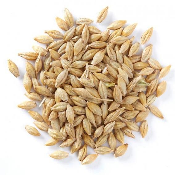Barley from 브라질 supplied by PROTECTA COMERCIO DE PRODUTOS AGROPECUARIOS EIRELI - For Feed 보리