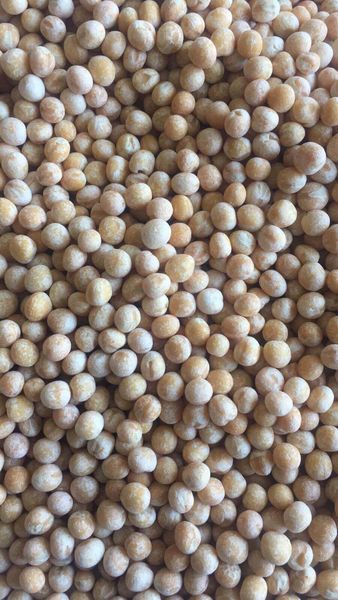 Whole Polished Yellow Peas from 우크라이나 supplied by Kruposvit, private enterprise - Polished 말린 일반 콩