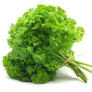 Parsley from 베트남 supplied by Naturally Vietnam Joint Stock Company - Curly 파슬리