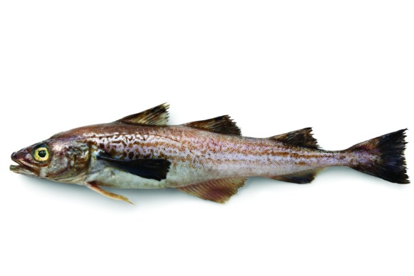 Fresh Alaska Pollock from United States supplied by International Seafoods of Alaska, Inc. - Alaska Pollock (=Theragra chalcogramma) Frozen Pollack