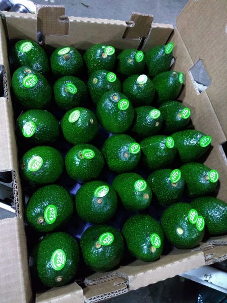 Avocado from Mexico supplied by Guacamolli - Mexican (=Mexico) Fresh Avocado