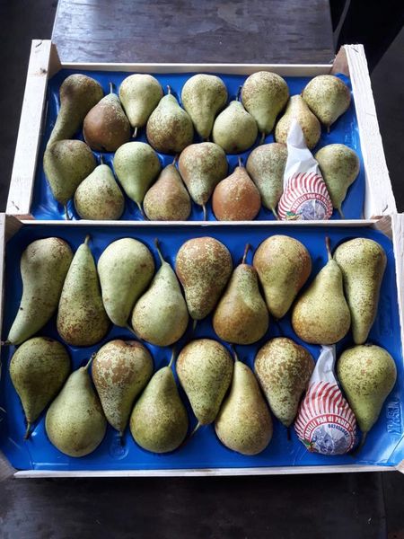 Fresh Pear from 독일 supplied by Andretta Mario & Co. Fruchthandels GmbH - Green 신선 배