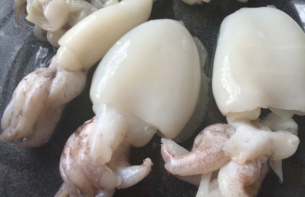Cuttlefish from 아랍 에미리트 연합국 supplied by Al Khalsan General Trading - Cuttlefish - Common Cuttlefish (=Sepia officinalis=European Common Cuttlefish) 냉동 오징어