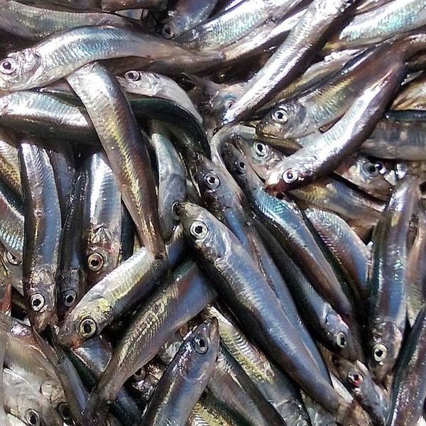 Herring from United Kingdom supplied by Blue Oceans - Headed (=Head Off=Headless) Herring