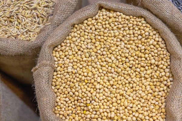 Soybeans from 나이지리아 supplied by Afrogric Global Trading Company Ltd. - Good Quality 대두