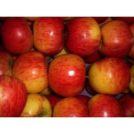 Apple from 독일 supplied by Logically Organic - Red Boskoop (=Rode Boskoop=Rode Goudreinette=Red Goudreinette=Boskoop rouge=Roter Boskoop) 신선 사과