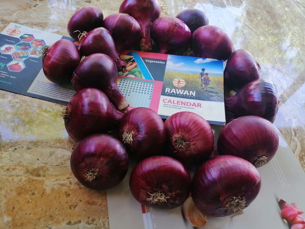 onion from Egypt supplied by El Rawan for Import and Export - Farm Fresh Onion