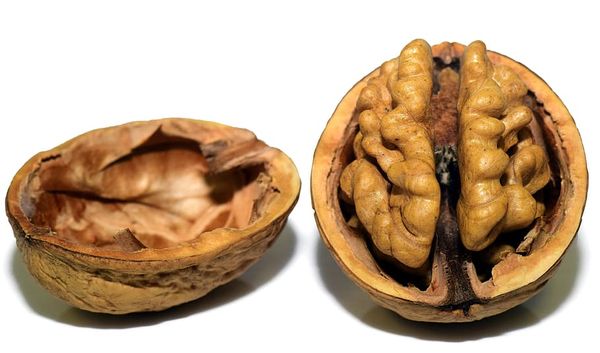 Shelled Walnuts from United Arab Emirates supplied by Arar Trading Co. L.L.C - Shelled (=Kernel) Raw Walnut