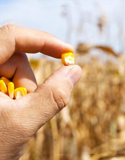 Corn from 튀르키예 supplied by Yiğit Tarım - For Food 옥수수