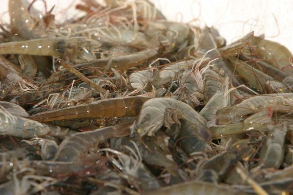 Shrimp from 미국 supplied by Wood's Fisheries - Premium Quality 냉동 새우