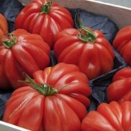 Tomato from Belgium supplied by Gerdo - Whole Fresh Tomato
