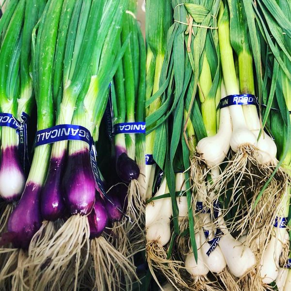 Spring Onion from United States supplied by ALVAREZ ORGANIC FARMS - White Fresh Scallion (Spring Onion)