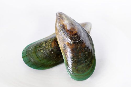 Mussel from United Kingdom supplied by Saggiomo Luxury Foods Limited - Fresh (=Chilled=Raw) Fresh Mussel