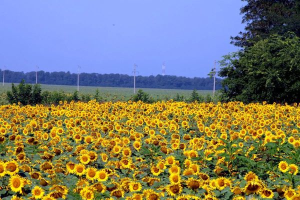 Sunflower Oil from 슬로베니아 supplied by Zastava Group d.o.o. - Crude (=Unrefined) 비정제 해바라기유