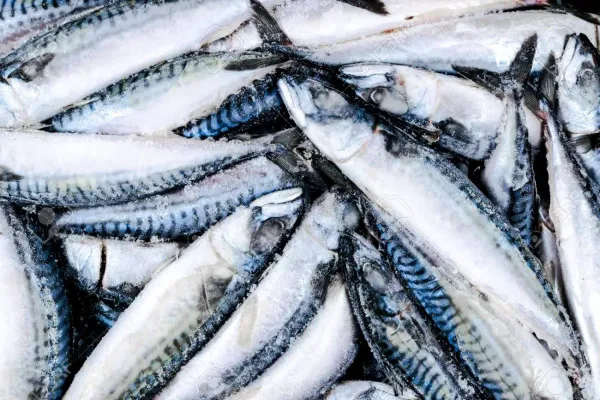 Frozen Mackerel from 영국 supplied by J.Marr (Seafoods) Ltd - Whole (=In The Round) 냉동 고등어