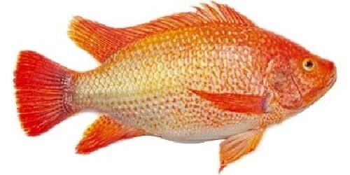 Tilapia from Malaysia supplied by Syarikat Perniagaan Sen Tak - Red Tilapia (=Oreochromis sp.) Fresh Tilapia