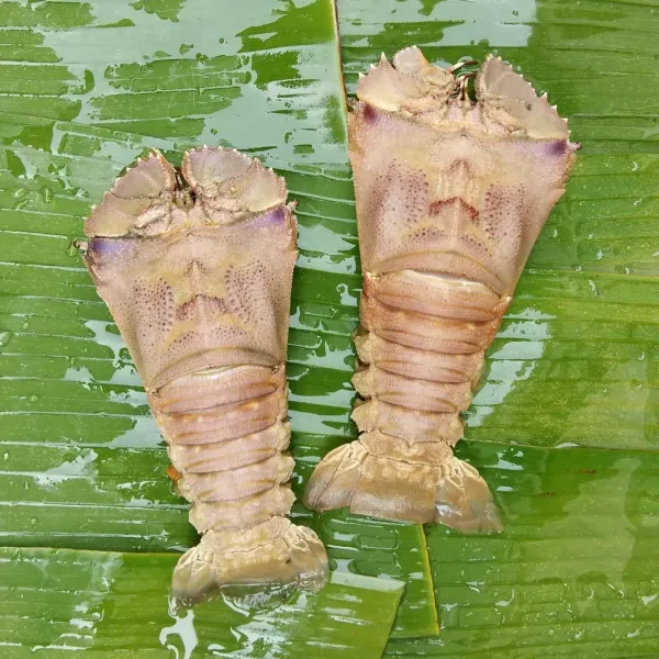 Lobster from 말레이시아 supplied by Fish For It - Layer Packed (=LP) 신선 랍스터