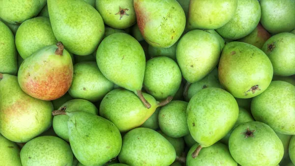 Fresh Pear from Germany supplied by Fresh-Connection Fruchtimport GmbH - Whole Fresh Pear
