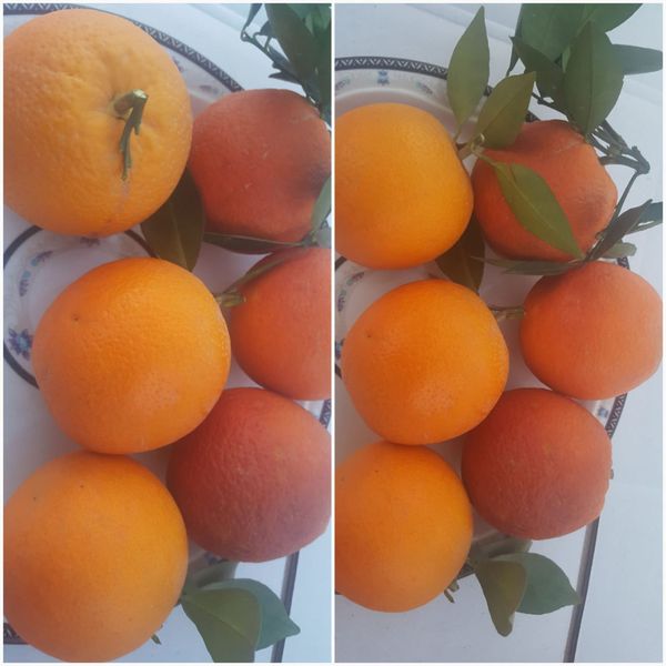 Orange from Pakistan supplied by AARUN Enterprises (Private) Limited - Orange Fresh Orange