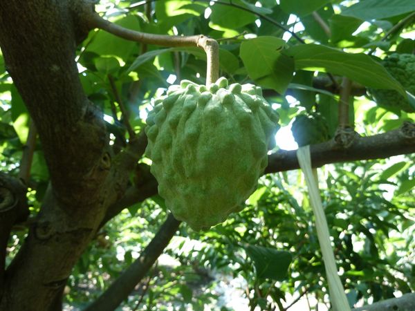 Custard Apple from Taiwan supplied by Charng Chern Co., Ltd. - Whole Fresh Custard Apple
