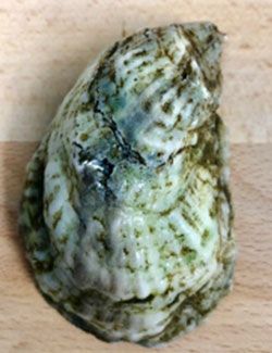 Oyster from 미국 supplied by War Shore Oyster Company, LLC - Fresh (=Chilled=Raw) 신선 굴