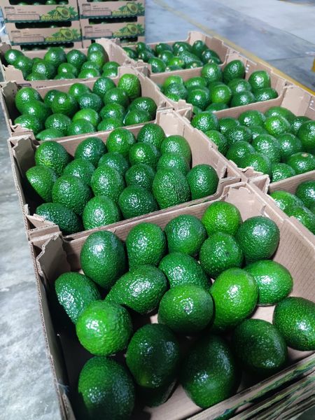 Avocado Hass from Peru supplied by Hapina Exports - Size 18 (203-243 g) Fresh Avocado