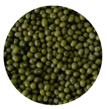 Vietnam Organic Mung Bean from 베트남 supplied by Viet Haus Ltd. - Organic 말린 녹두